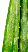 L’Aloe Vera