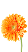 Calendula