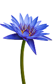 flower Water